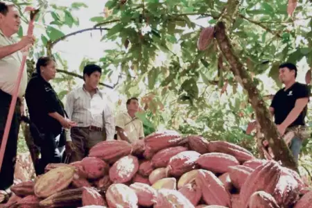 cacao