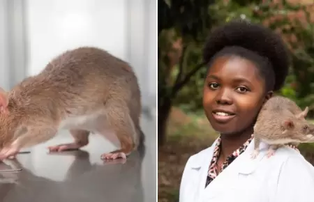 Rata gigante africana salva millones de vidas detectando tuberculosis